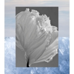 Aqualis Perfume - Image 5