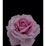 Cle De Peau Beaute Perfume - Image 3